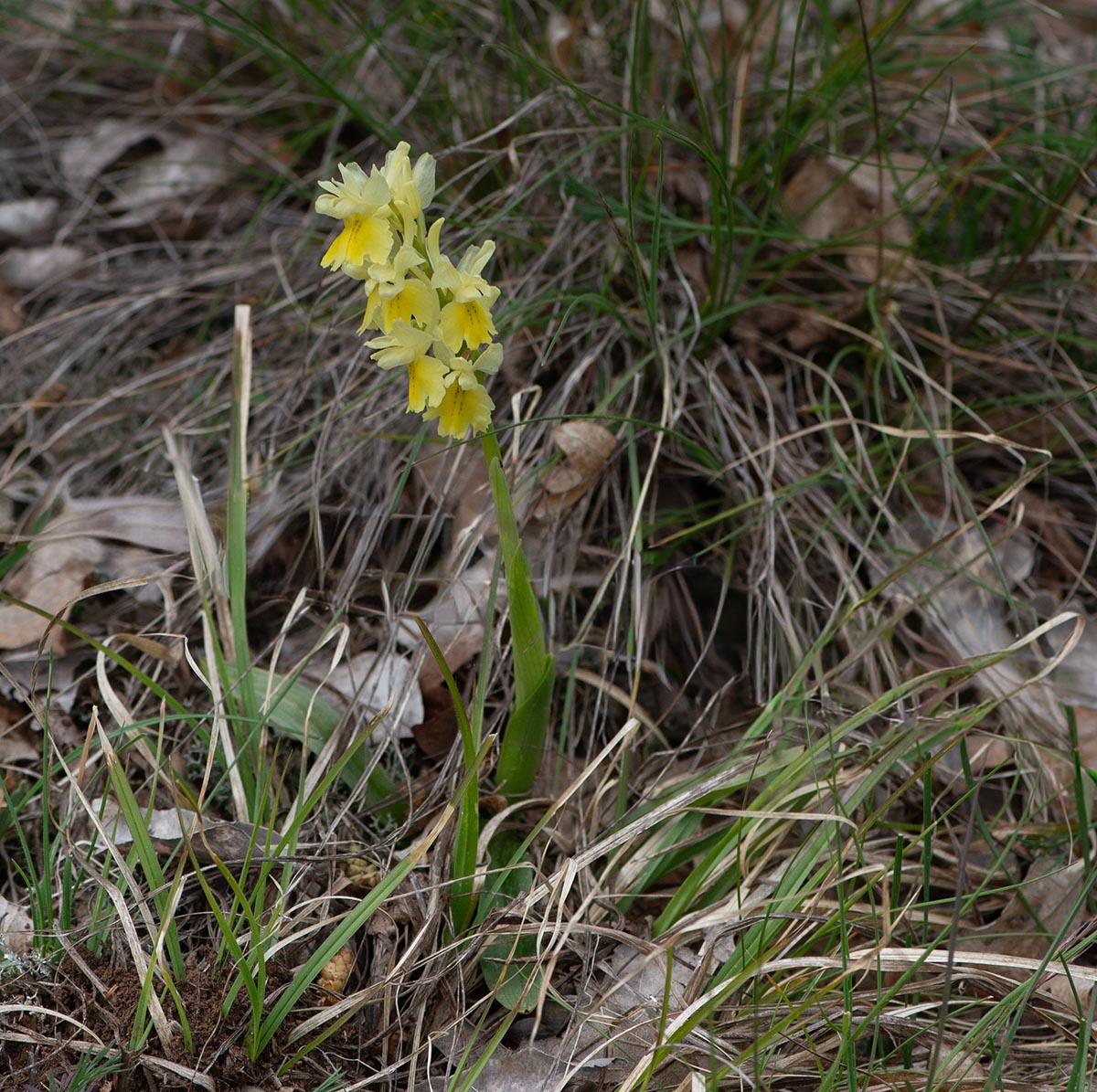 Habitus